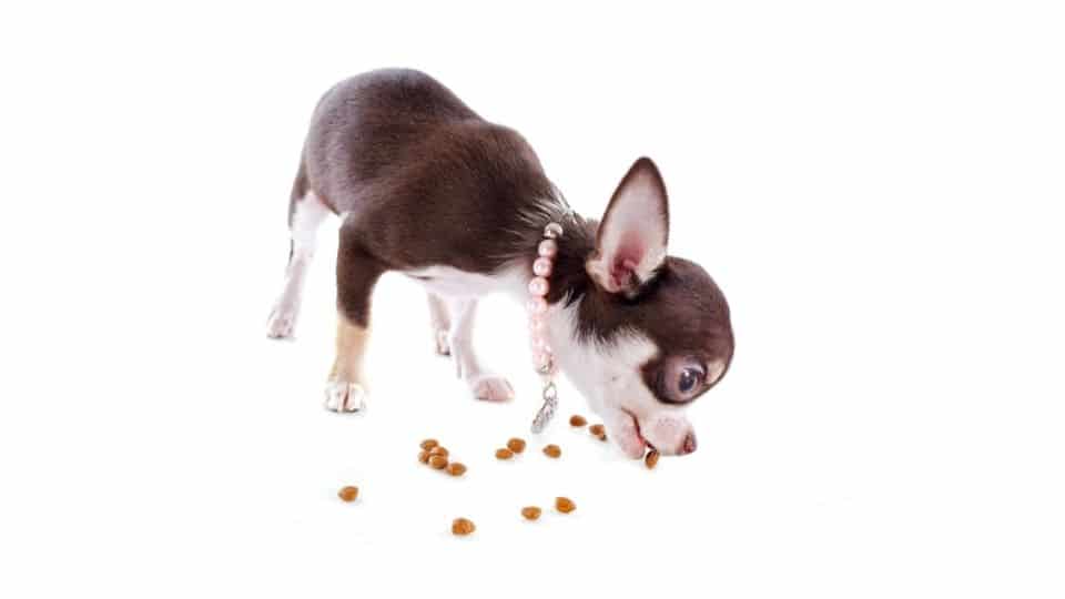 How Much Should A Chihuahua Eat?